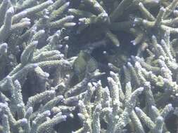 Image of Speckled-fin Rockcod