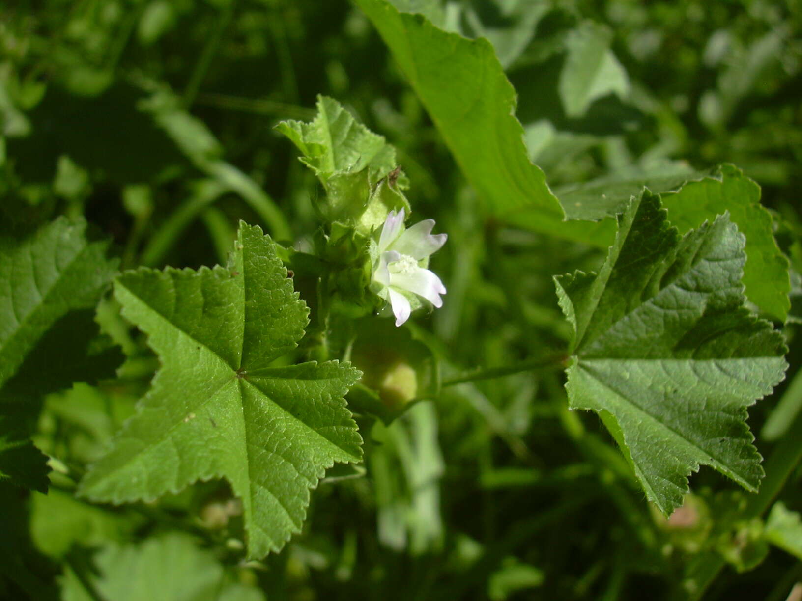 Image of Least Mallow