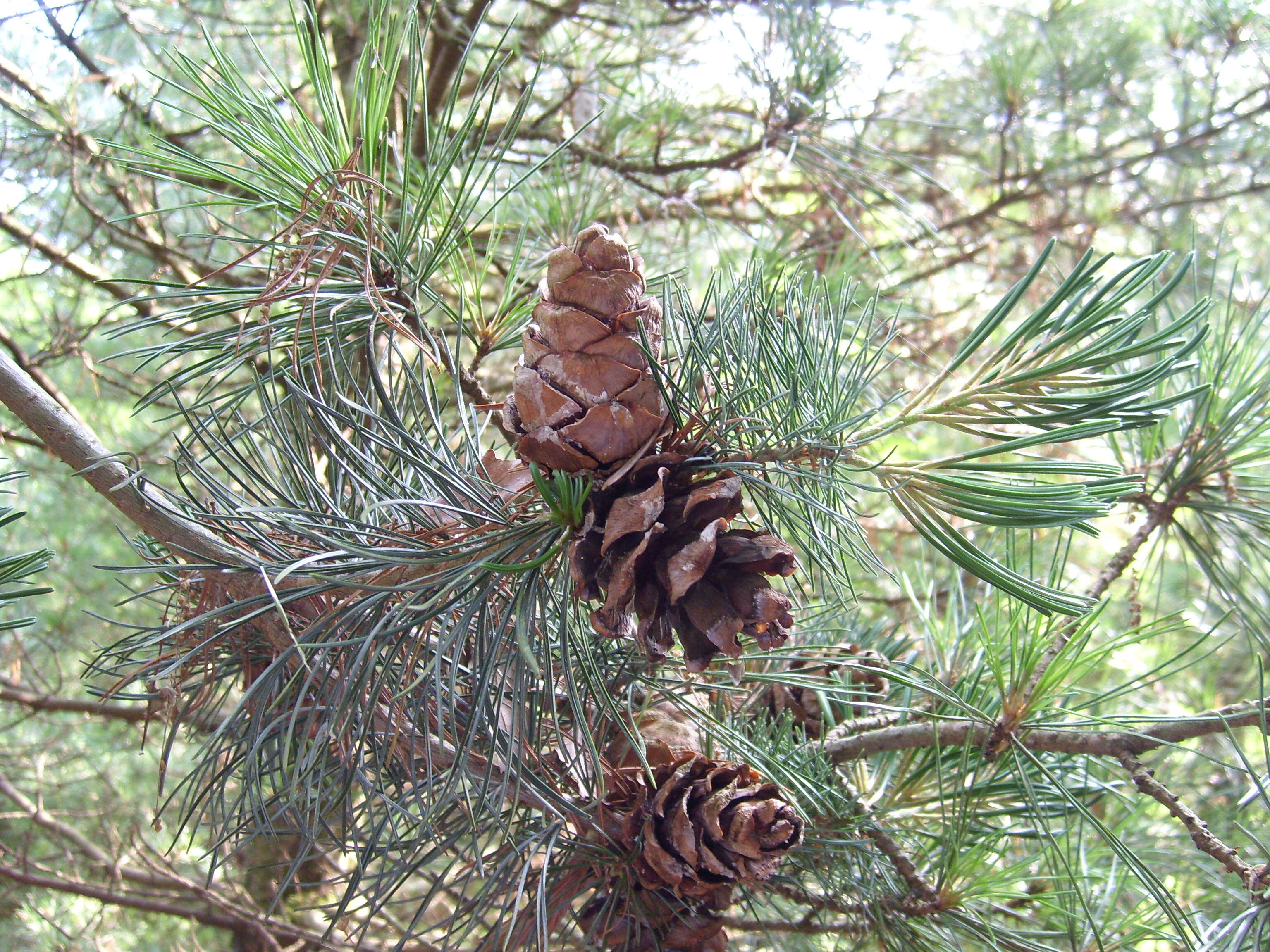 Image of Japanese White Pine