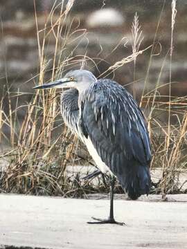 Plancia ëd Ardea insignis Hume 1878