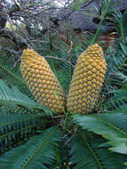 Image of Natal Cycad