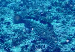 Image of Brown-spotted rock-cod