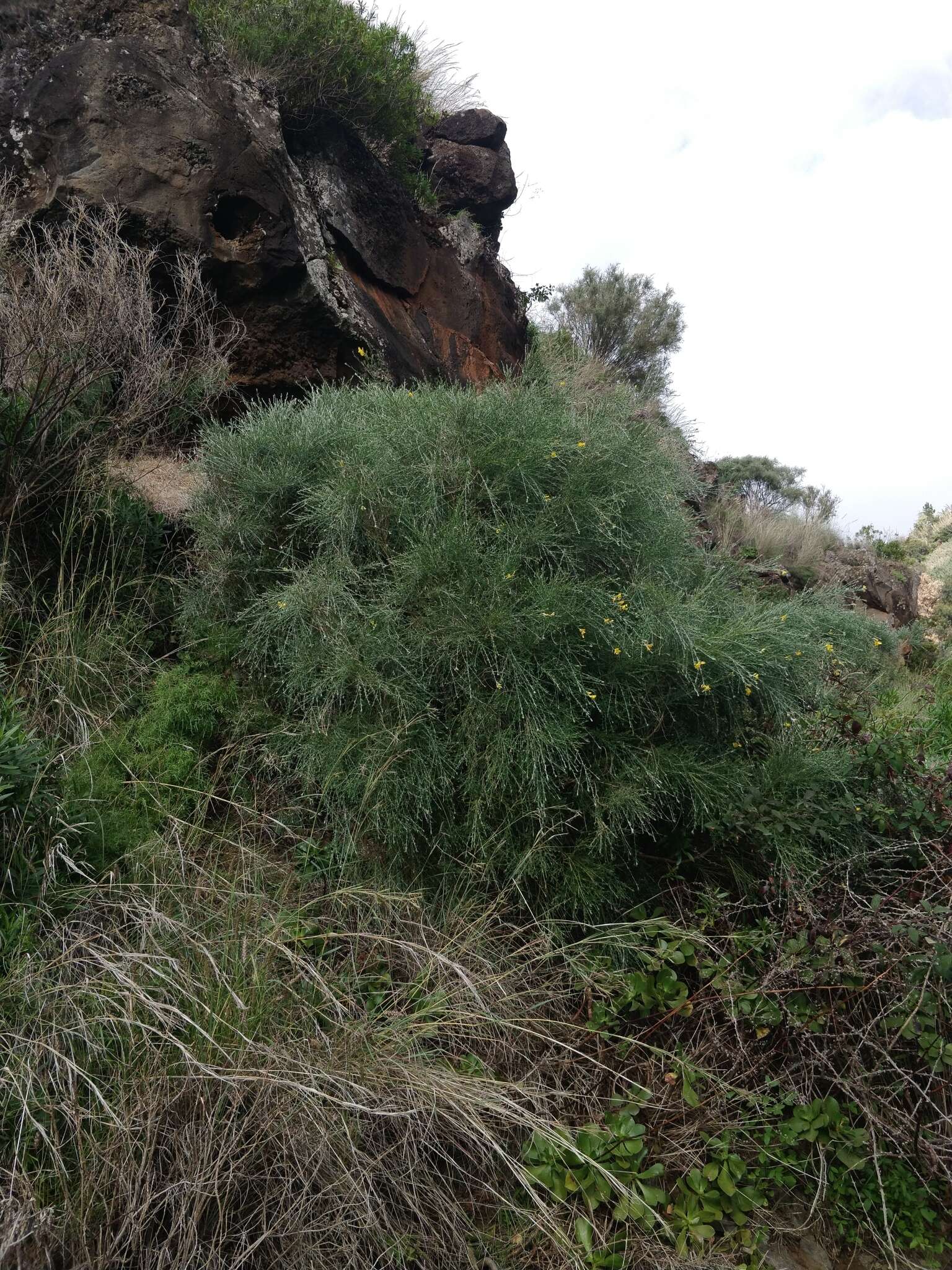 Image of Genista tenera (Murray) Kuntze