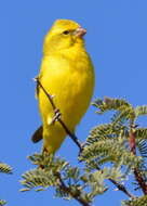 Image of Yellow Canary