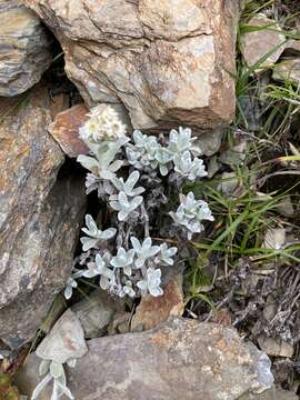 Image of Anaphalis nepalensis (Spreng.) Hand.-Mazz.