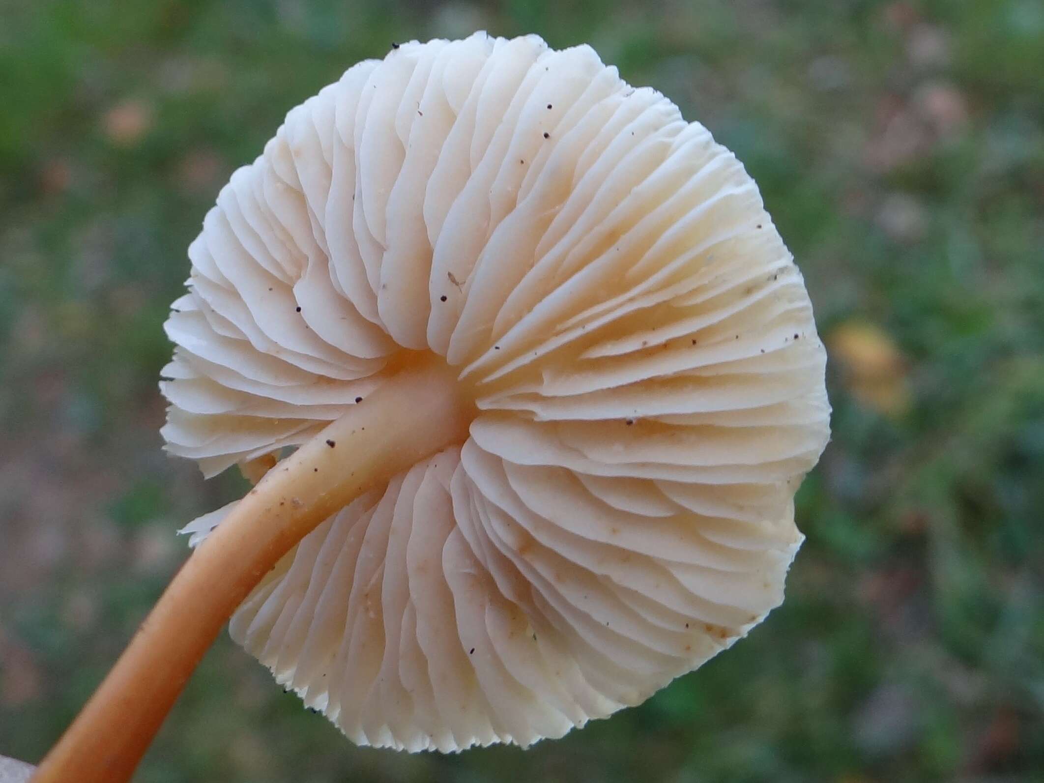 Image of Marasmius oreades (Bolton) Fr. 1836