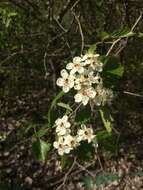 Image of Canadian hawthorn