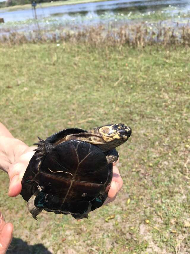 Image of Okavango Mud Turtle