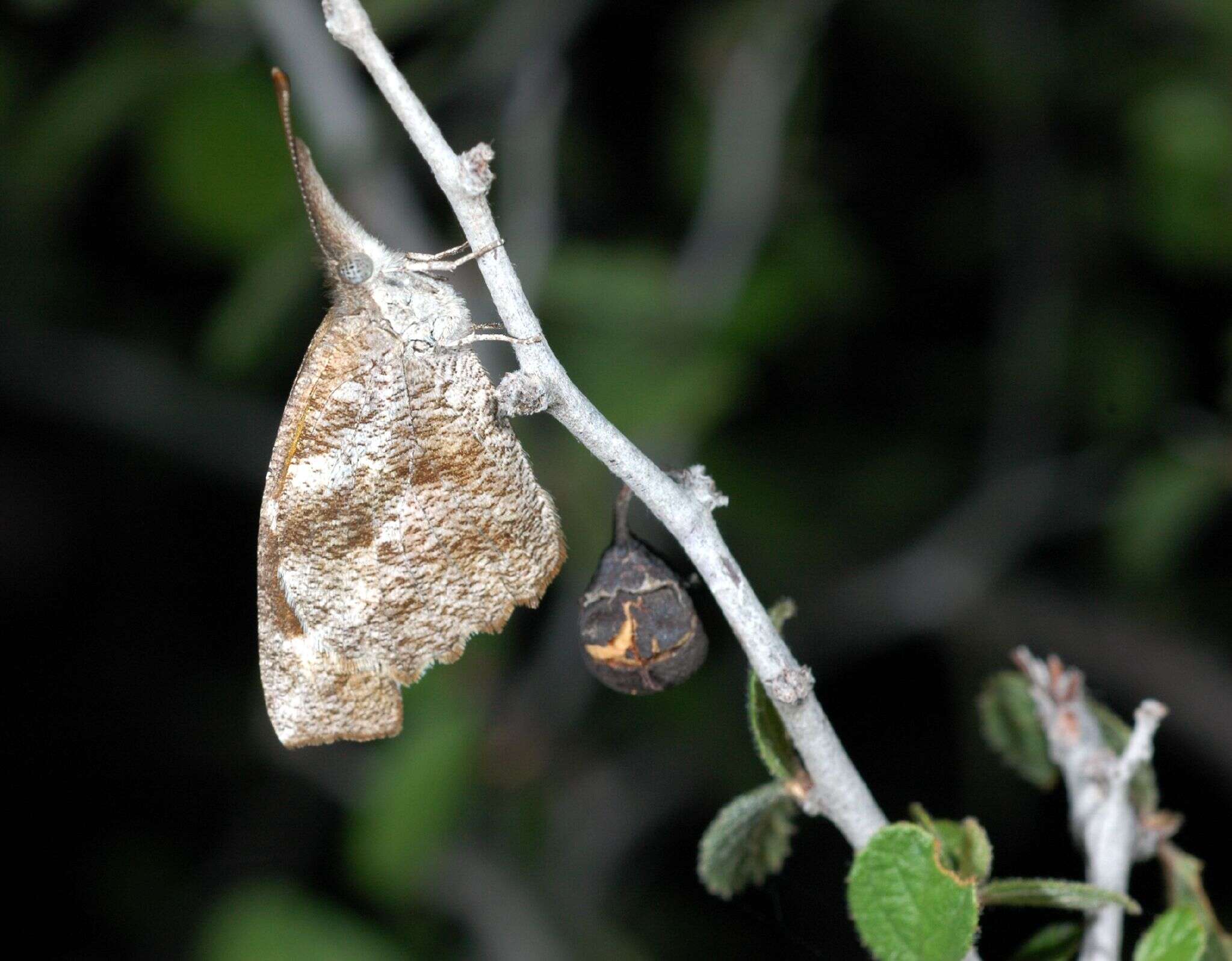 Image of American Snout