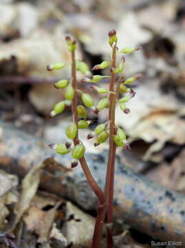 Image of Small-flowered coral-root