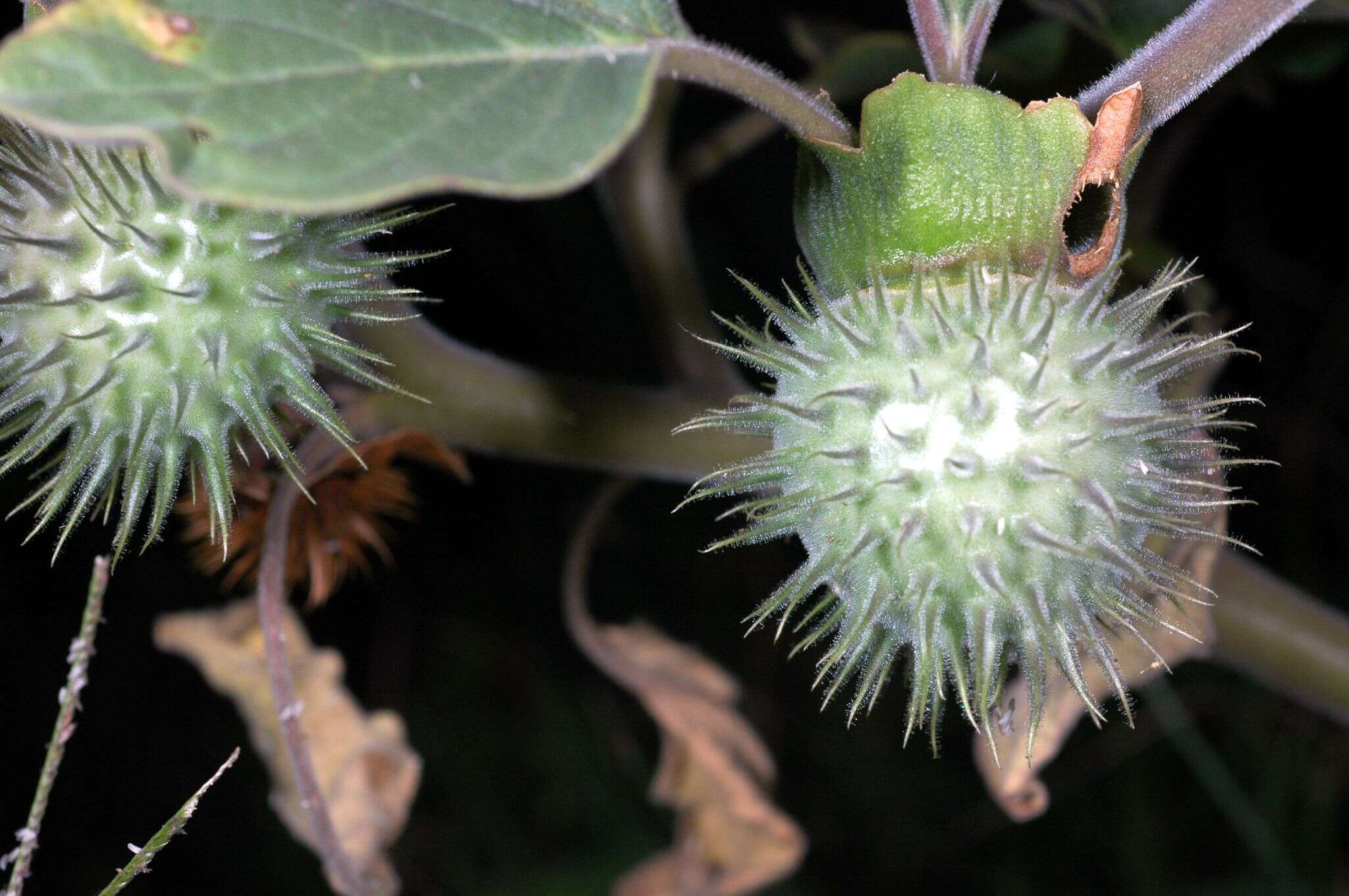 Image de Datura wrightii Hort. ex Regel