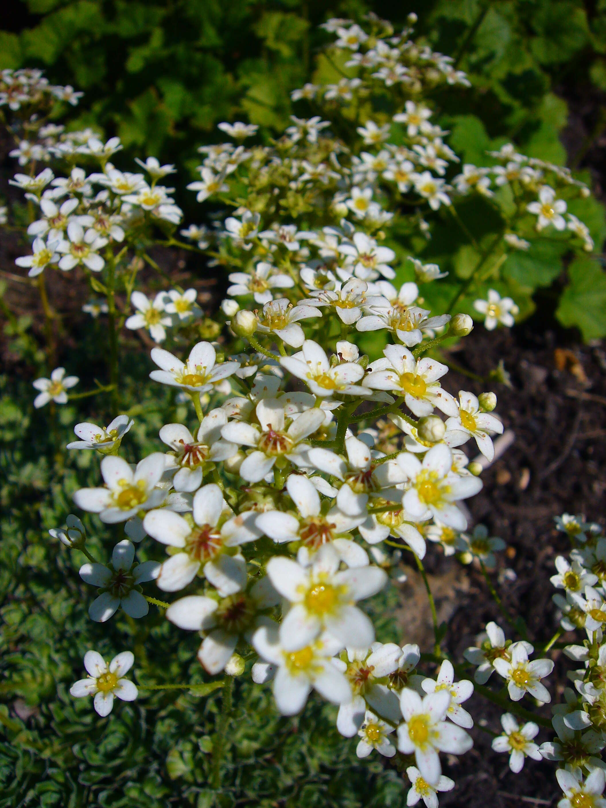 Image of Livelong Saxifrage