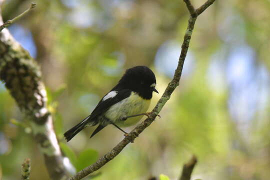 Image of Chatham Tomtit