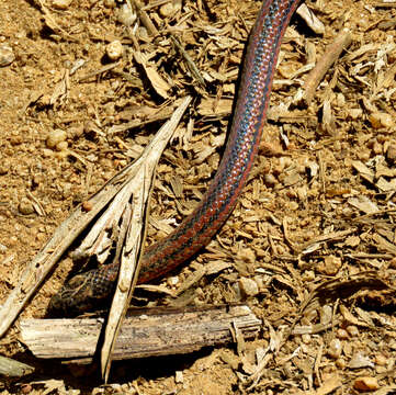 Image of Black Coral Snake