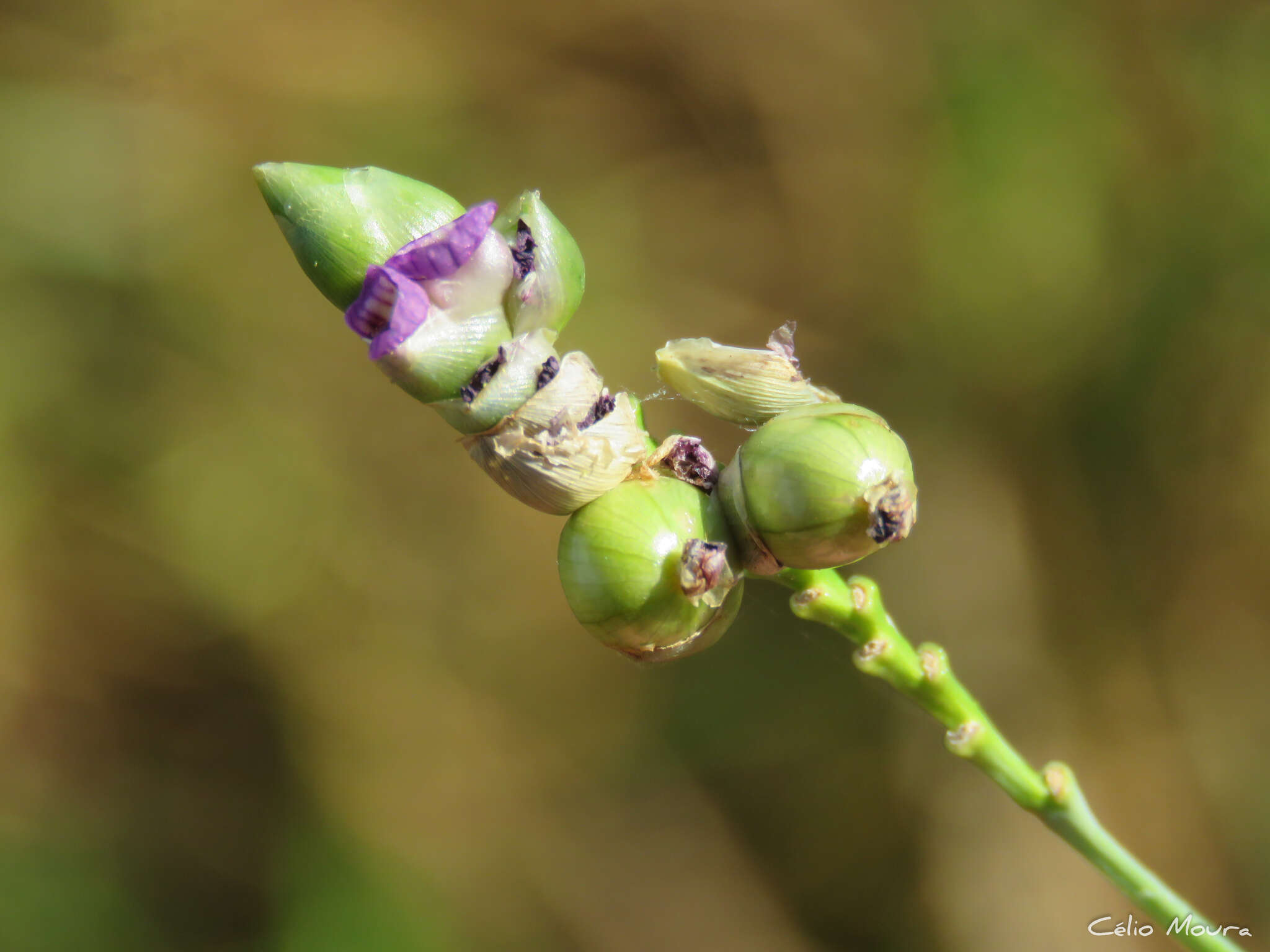 Image of Thalia densibracteata Petersen