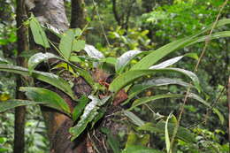 Image of Anthurium michelii Guillaumin