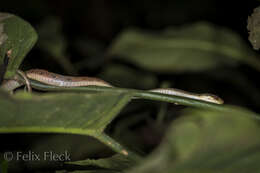 Leptodeira ornata (Bocourt 1884)的圖片