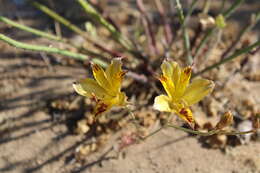 Image of Alstroemeria diluta subsp. chrysantha Ehr. Bayer