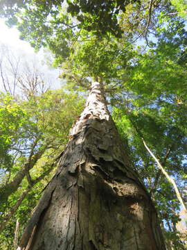 صورة Saimiri oerstedii oerstedii (Reinhardt 1872)