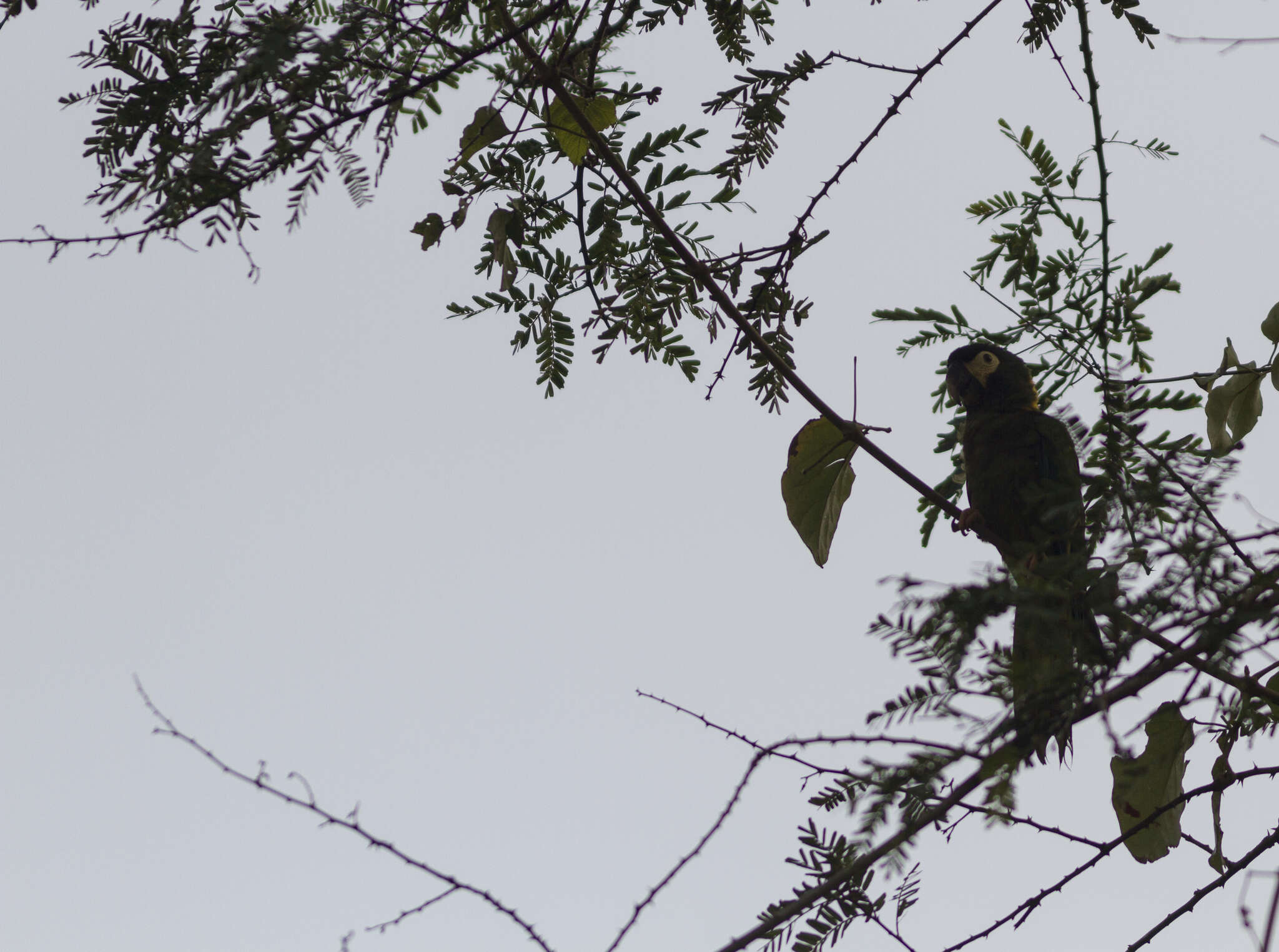 Image of Golden-collared Macaw