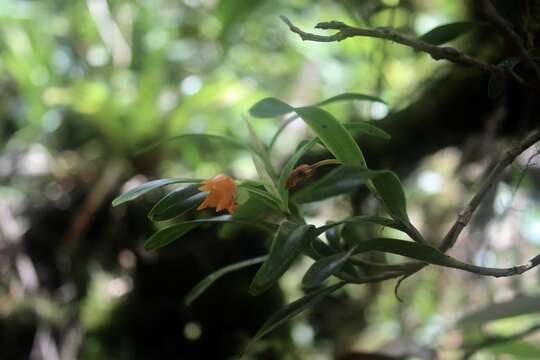 Plancia ëd Scaphyglottis sigmoidea (Ames & C. Schweinf.) B. R. Adams