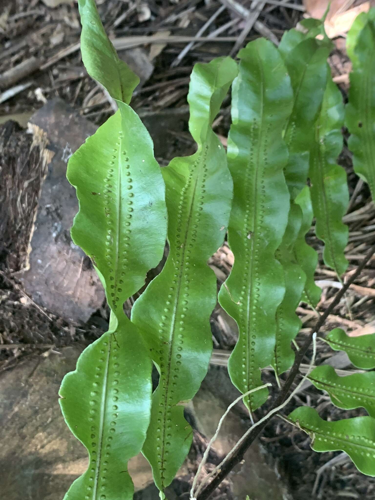 Goniophlebium percussum (Cav.) Wagner & Grether的圖片