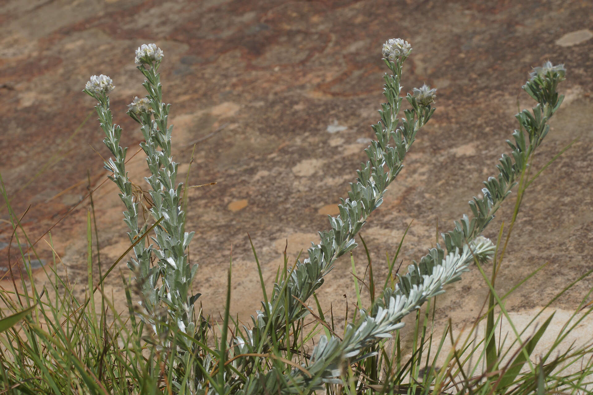 Image of <i>Lotononis viminea</i>