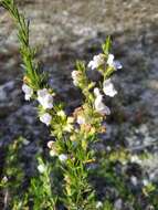 Image of false rosemary