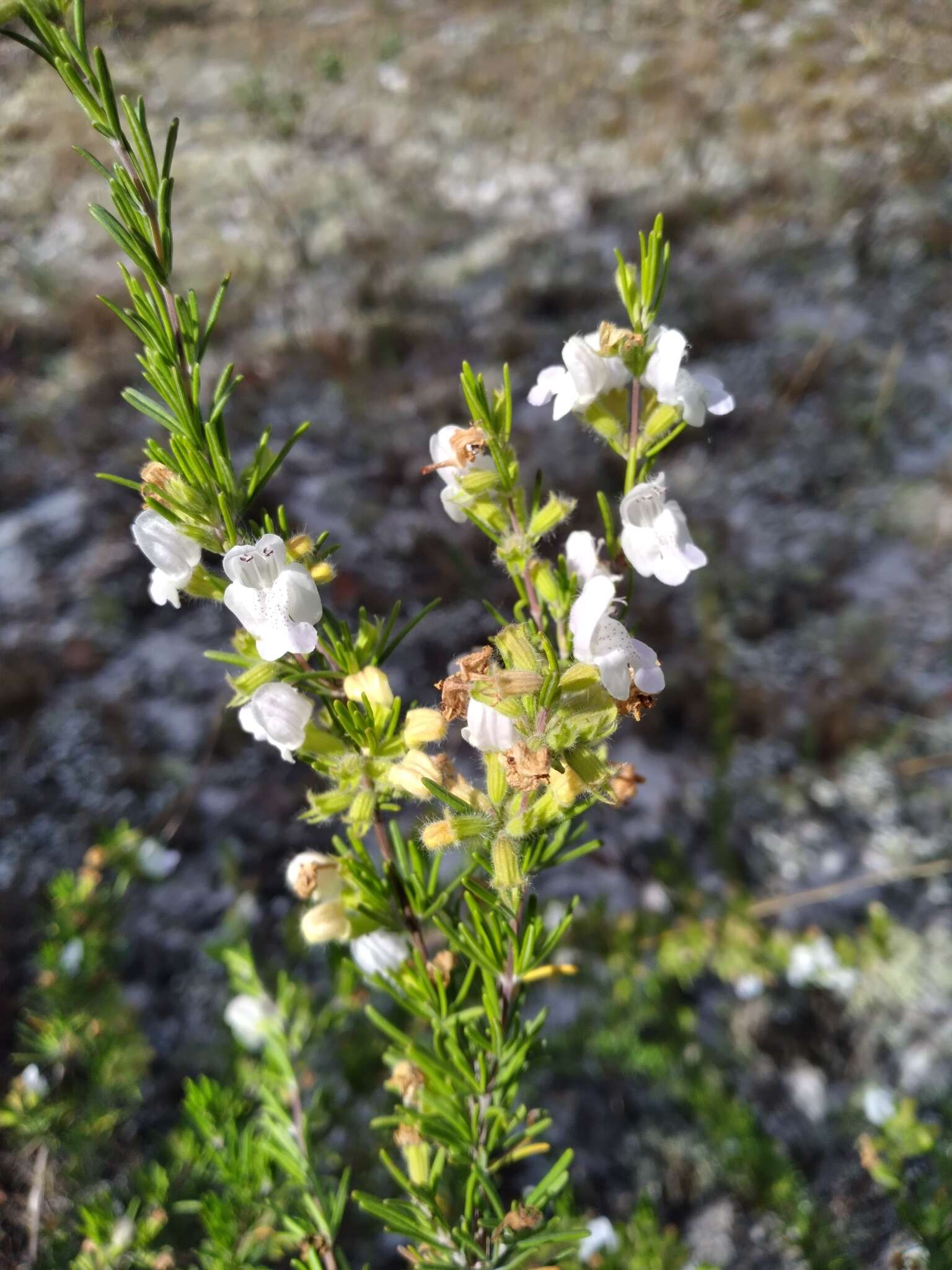 Image of false rosemary