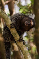 Image of Common Marmoset