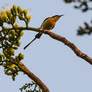 Image of Pygmy Sunbird