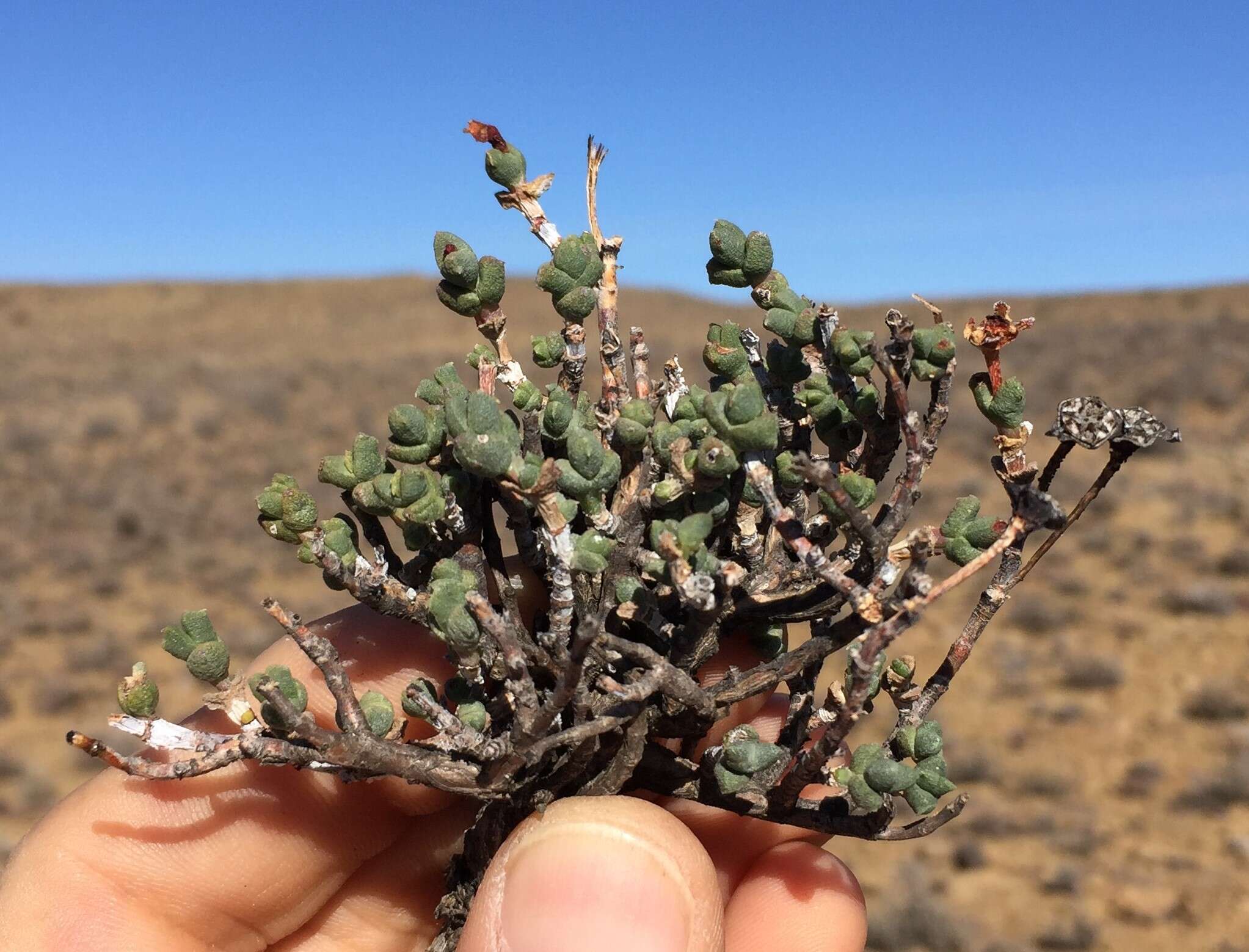 Image of Chasmatophyllum stanleyi (L. Bol.) Hartmann