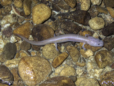 Image of Tennessee Cave Salamander