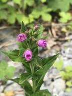 Image of alpine willowherb