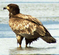 Image of Bald Eagle