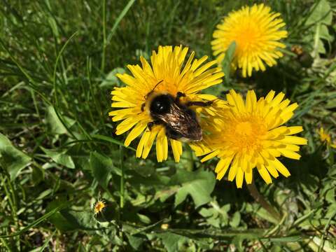 Image of Ashton's Cuckoo Bumblebee