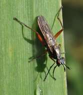 Image de Sepedon sphegea (Fabricius 1775)