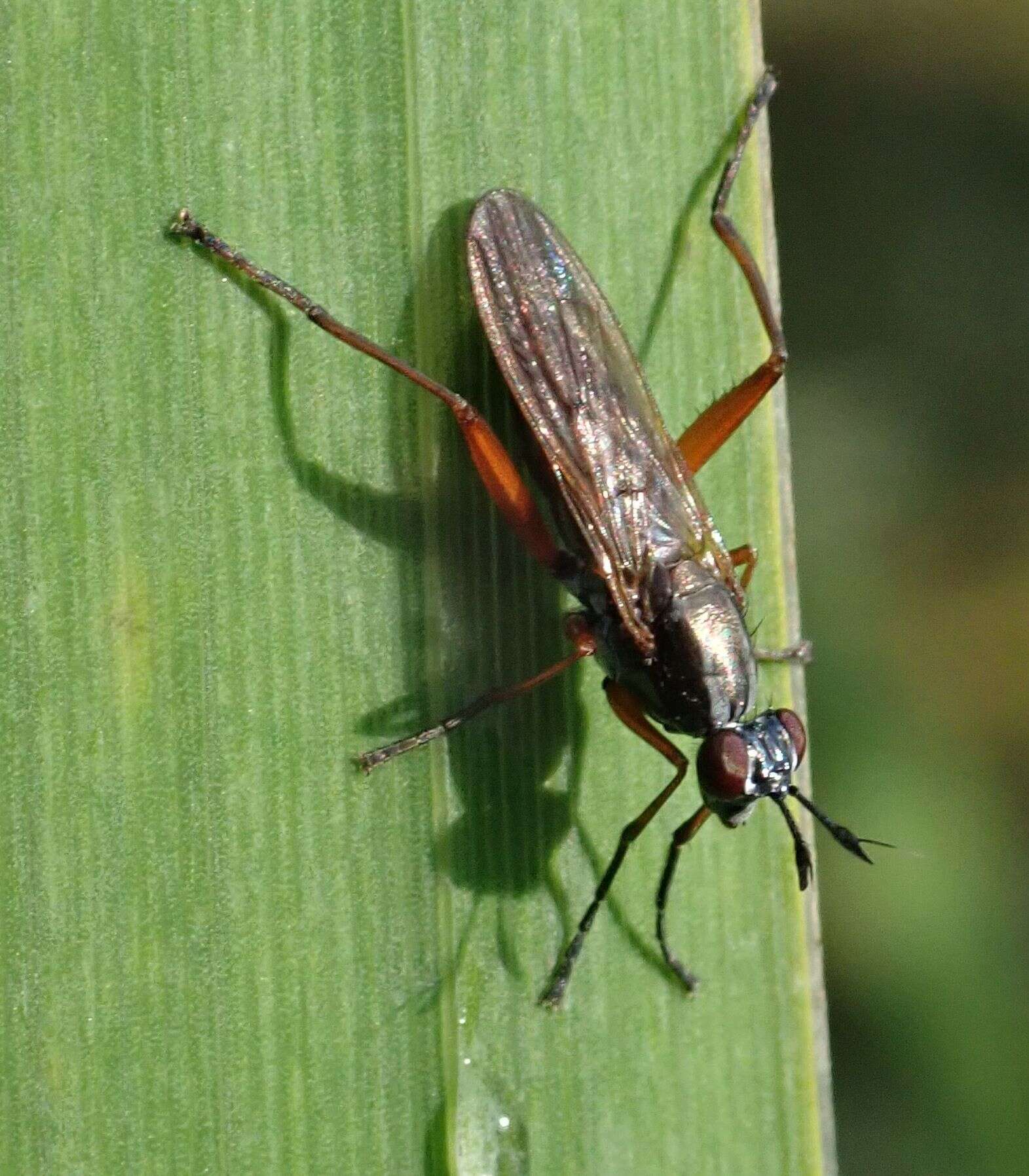 Imagem de Sepedon sphegea (Fabricius 1775)