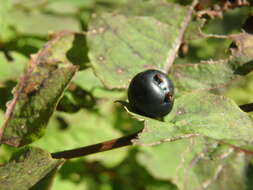 Image de Lonicera caucasica subsp. orientalis (Lam.) Chamberlain & Long