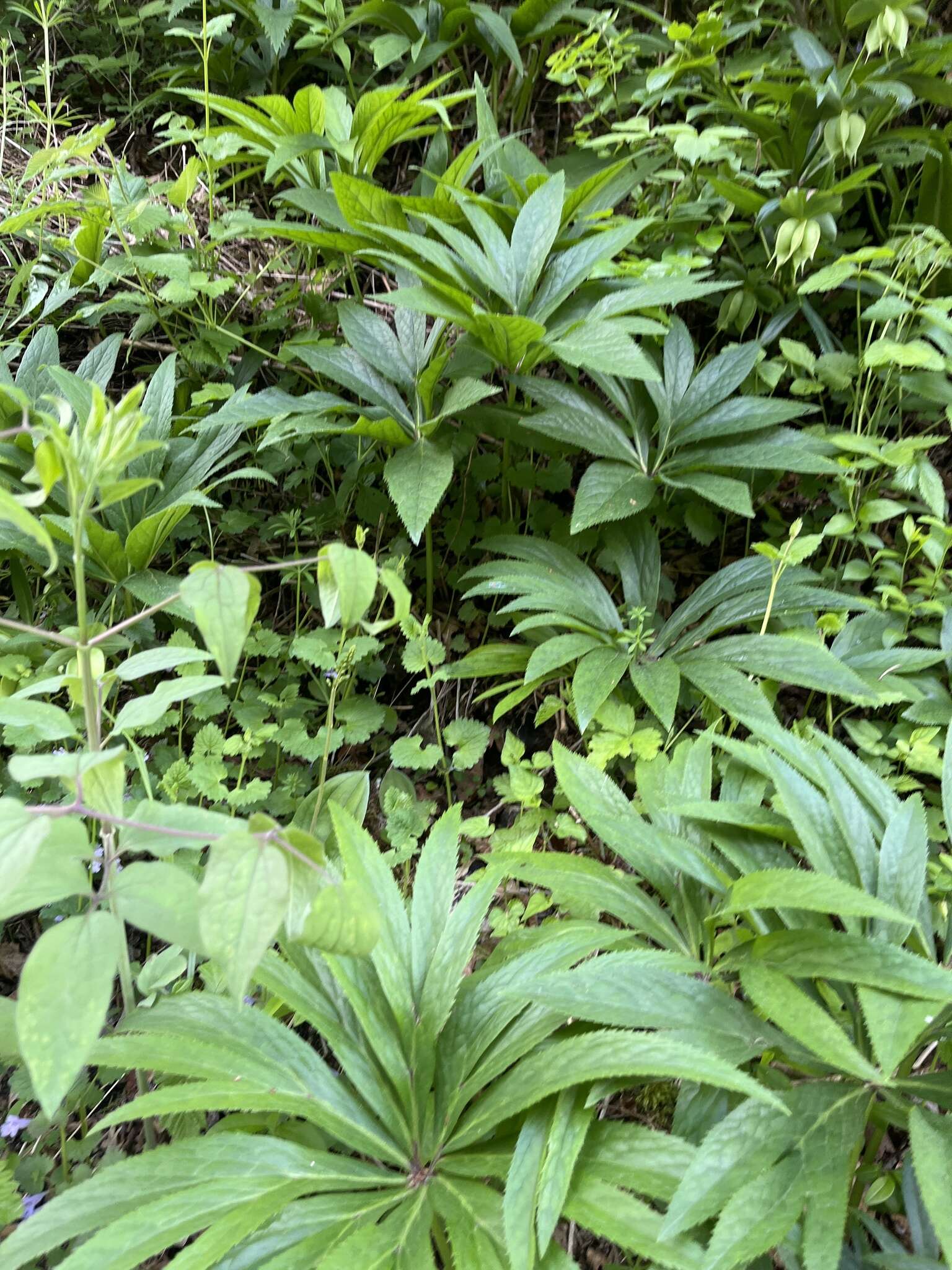 Image of Helleborus bocconei Ten.