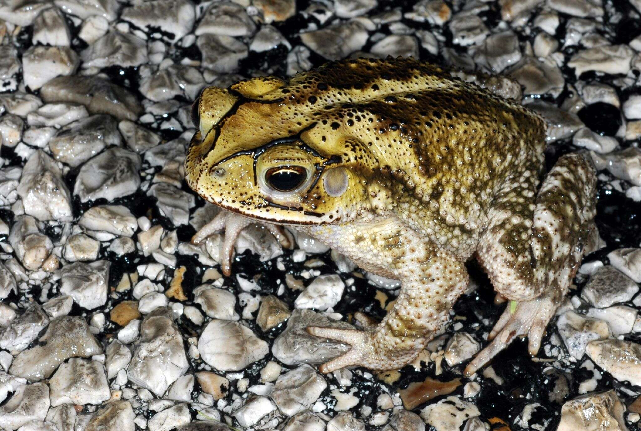 Image of Gulf Coast toad