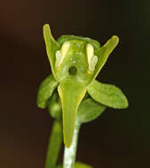 Imagem de Platanthera maximowicziana Schltr.