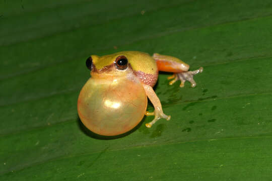 Image de Raorchestes akroparallagi (Biju & Bossuyt 2009)