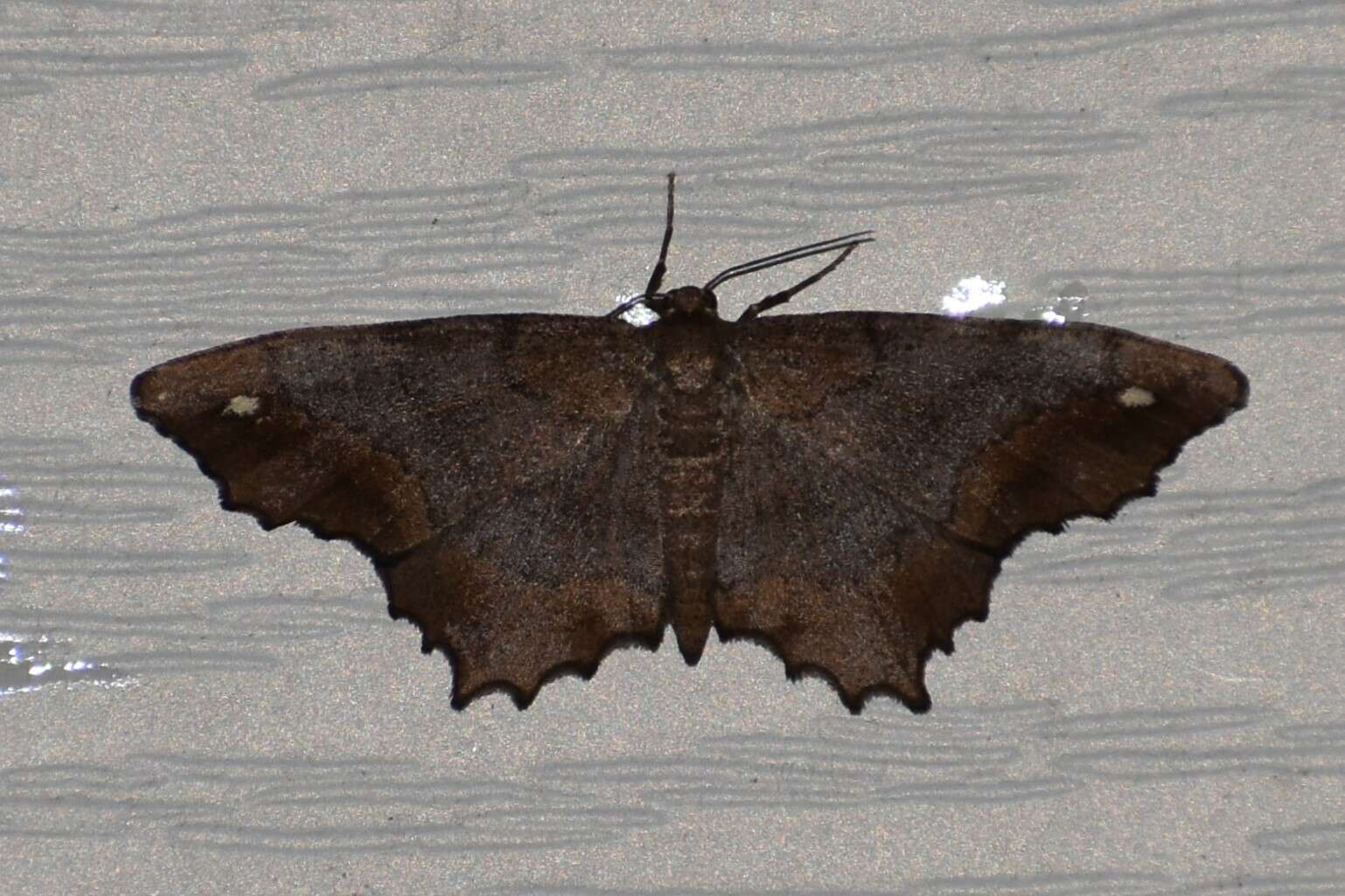 Image of Esther Moth