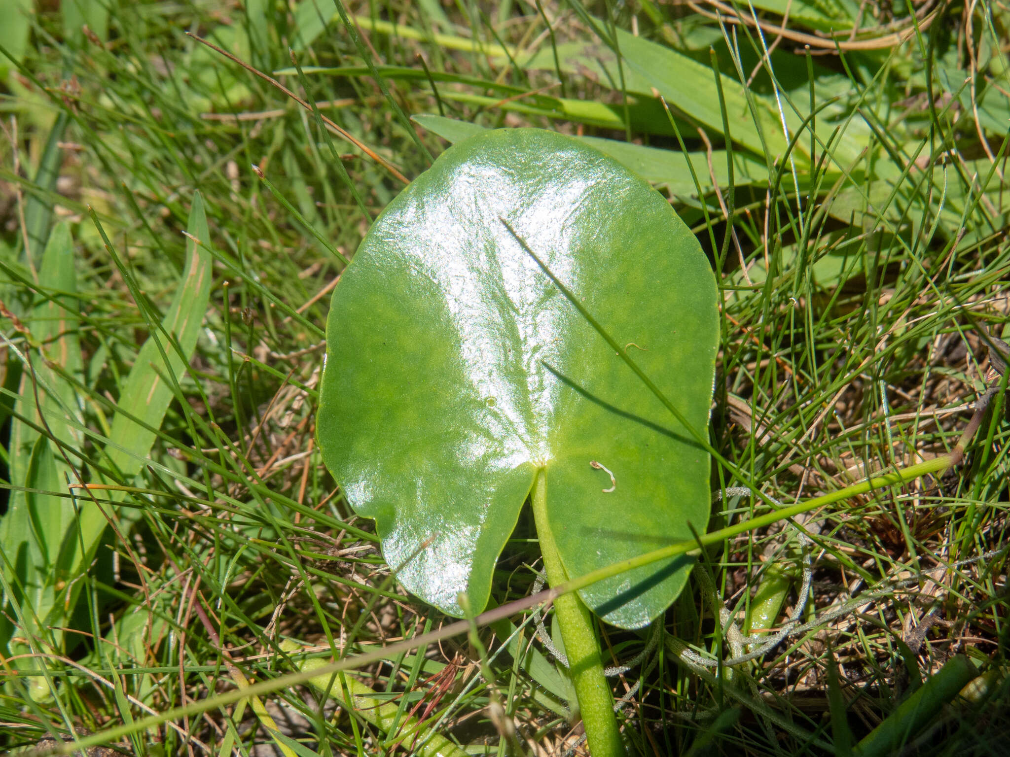 Image de Nymphoides indica subsp. indica