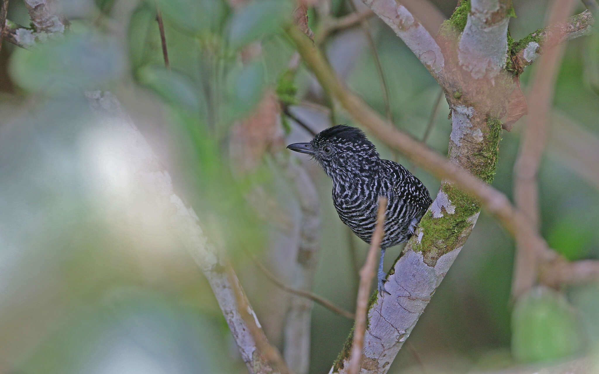 Image of Lined Antshrike