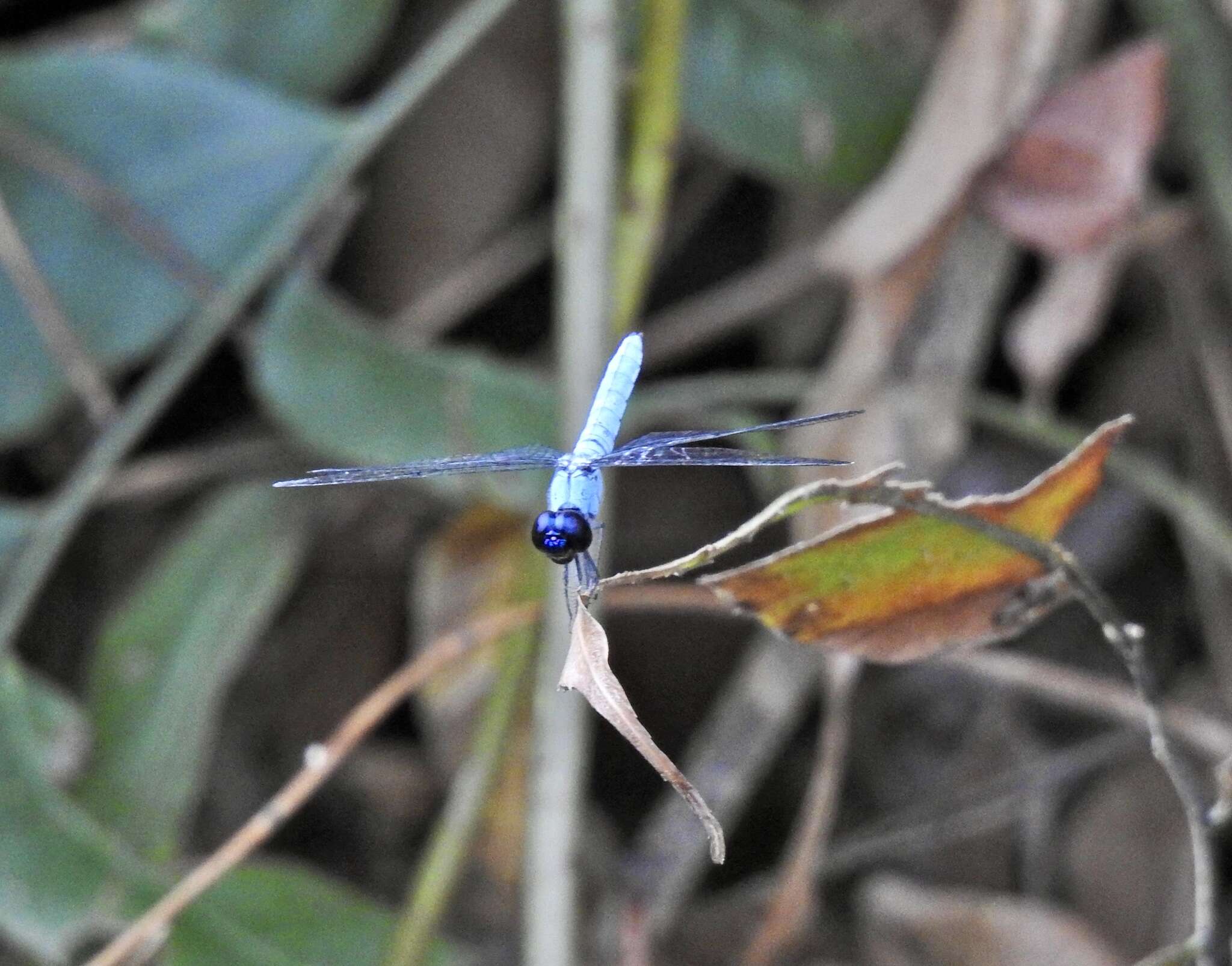 Image of Brachydiplax duivenbodei (Brauer 1866)