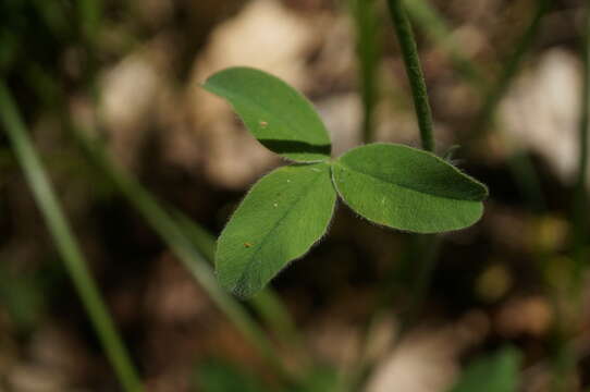 Image of Trifolium caucasicum Tausch