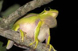 Image of American Green Treefrog