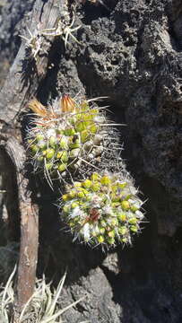 Image of Mammillaria karwinskiana subsp. karwinskiana